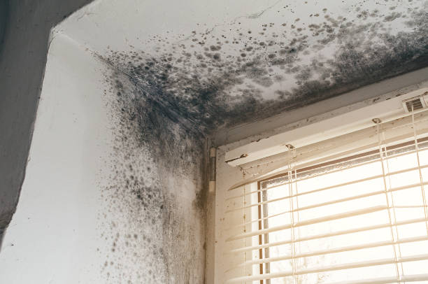 Affordable Commercial Mold Remediation solutions in Siler City, NC